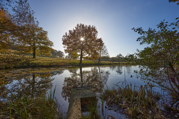 Autumn trees reflection.jpg
